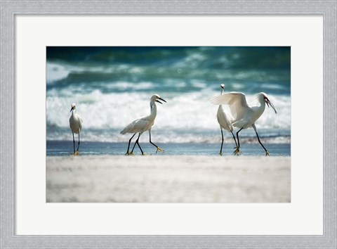 Framed Egret Walk Print