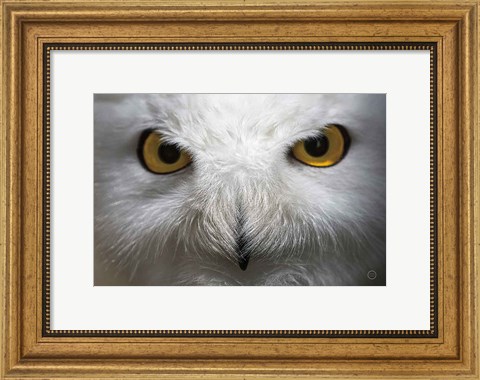 Framed Snowy Owl Stare Print