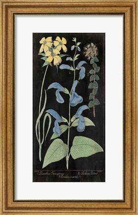 Framed Salvia Florals II on Black Print