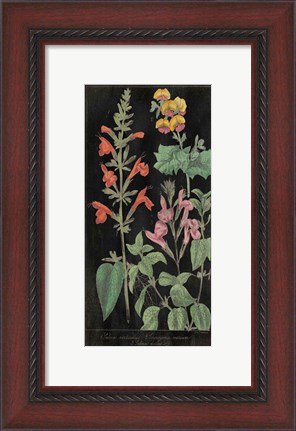 Framed Salvia Florals I on Black Print