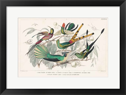 Framed Hummingbirds Chart Print