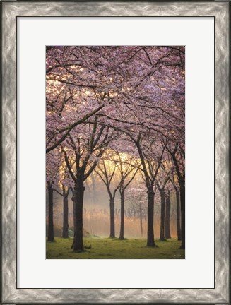 Framed Cherry Trees at Sunrise Print