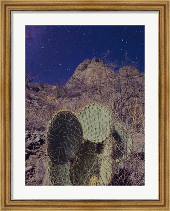 Framed Prickly Stars Print