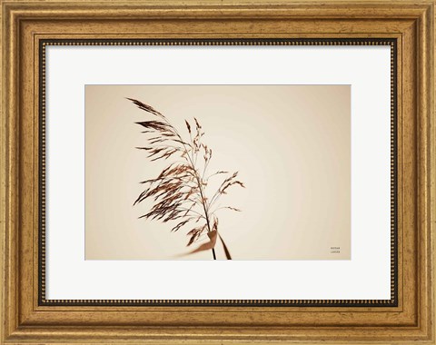 Framed Summer Reeds III Print