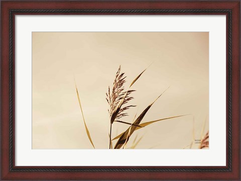 Framed Summer Reeds II Print
