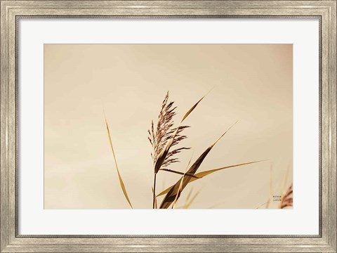 Framed Summer Reeds II Print