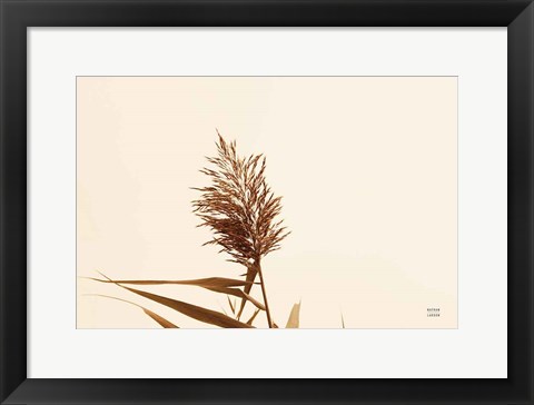 Framed Summer Reeds I Print