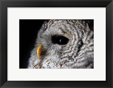 Framed Barred Owl Portrait Print