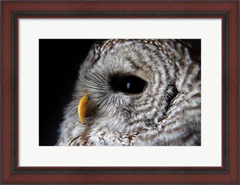 Framed Barred Owl Portrait Print
