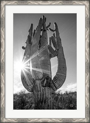 Framed Sunset Saguaro Print
