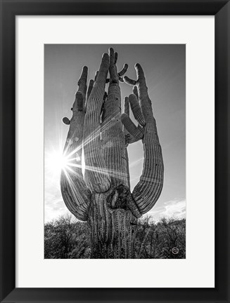 Framed Sunset Saguaro Print