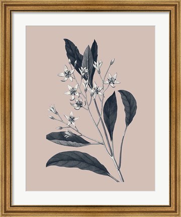 Framed Botanical V on Pink Print