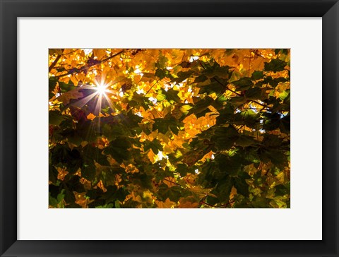 Framed Autumn Sun Print