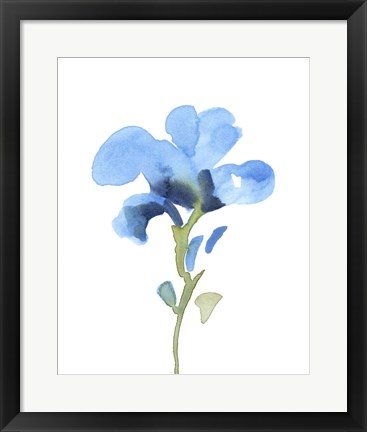 Framed Striking Blue Iris I Print