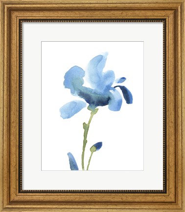 Framed Striking Blue Iris IV Print