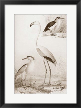 Framed Sepia Water Birds I Print