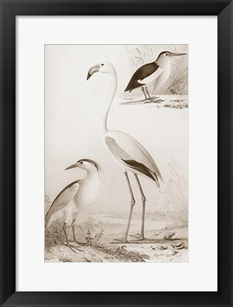 Framed Sepia Water Birds I Print