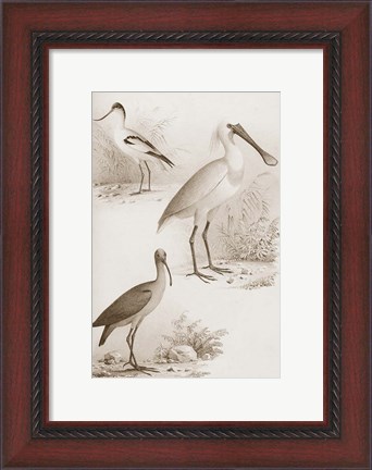 Framed Sepia Water Birds II Print