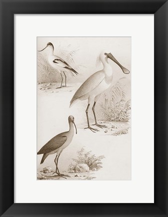 Framed Sepia Water Birds II Print