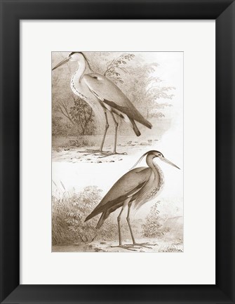 Framed Sepia Water Birds III Print