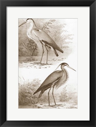 Framed Sepia Water Birds III Print