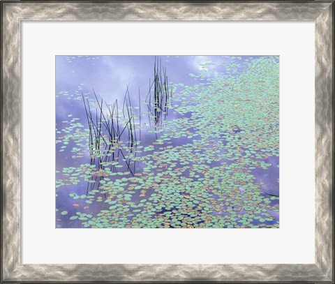Framed Damselfly and Lily Pads Print