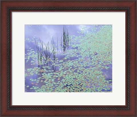 Framed Damselfly and Lily Pads Print