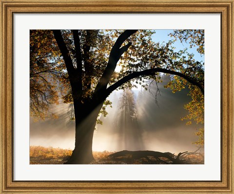 Framed Sunrays Through the Fog Print