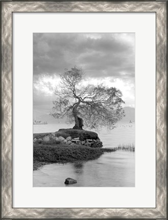 Framed Coastal Oak Series No. 1 Print