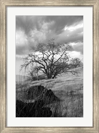 Framed Coastal Oak Series No. 16 Print