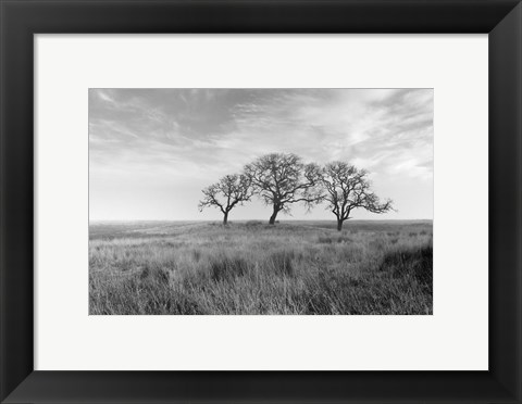 Framed Coastal Oak Series No. 40 Print
