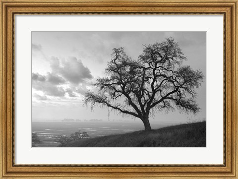 Framed Coastal Oak Series No. 48 Print