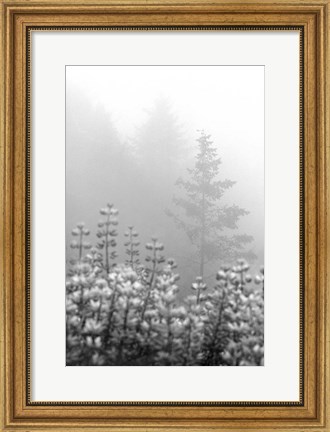 Framed Coastal Oak Series No. 53 Print