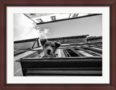 Framed Dog on Balcony Print