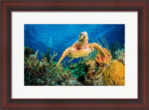 Framed Hawksbill Turtle Wwimming through Caribbean Reef Print