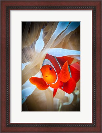 Framed Clownfish Defends his White Anemone Print