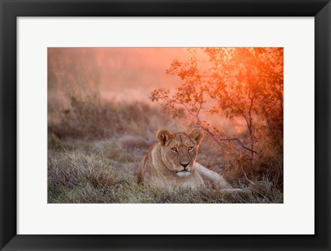 Framed Sunset Lioness Print
