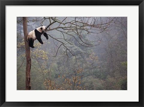 Framed Lazy Panda Print
