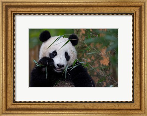 Framed Bamboo Time Print
