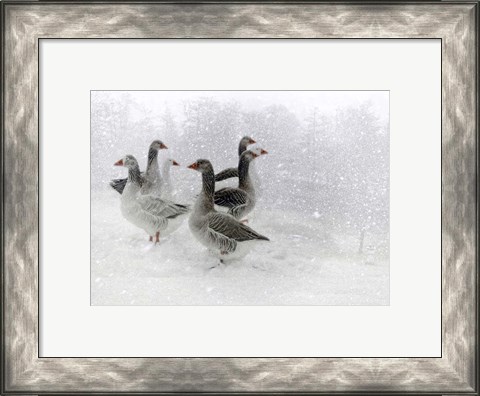 Framed Lost in a White World Print