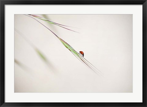 Framed Ladybug Print