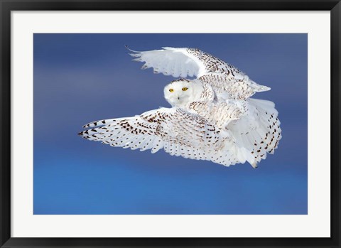 Framed Flight of the Snowy Owl Print