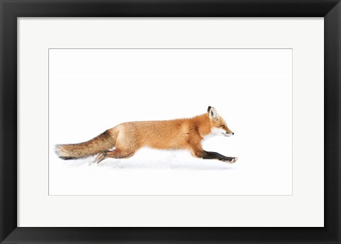 Framed Red Fox on the Run - Algonquin Park Print