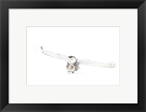 Framed Snowy Owl Coming in for the Kill Print