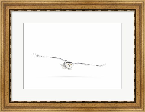 Framed Snowy Owl on the Hunt Print
