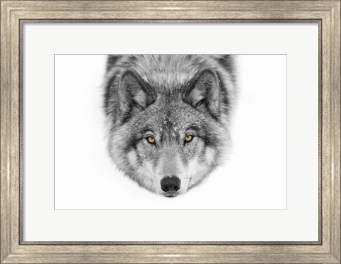 Framed Yellow Eyes - Timber Wolf Print