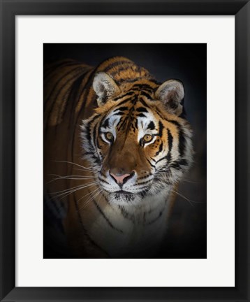 Framed Portrait of a Siberian Tiger Print