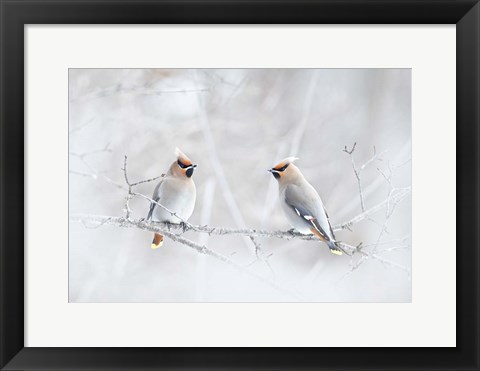 Framed Bohemian Waxwings Print