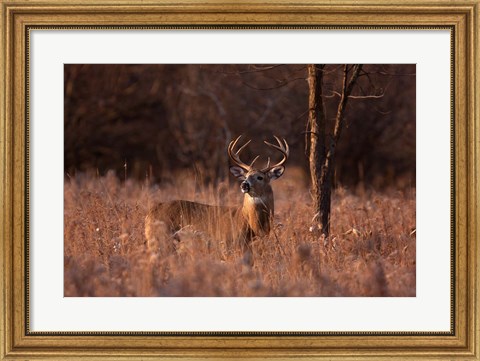 Framed Basking in the Light - White-tailed Buck Print