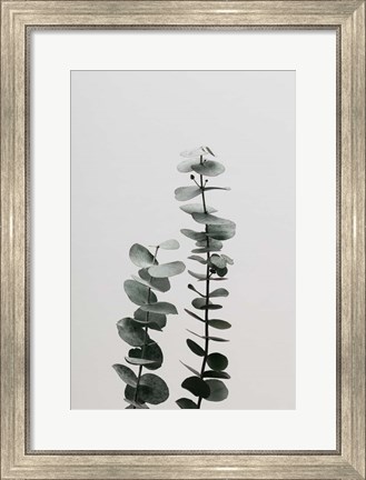 Framed Eucalyptus Natural 3 Print